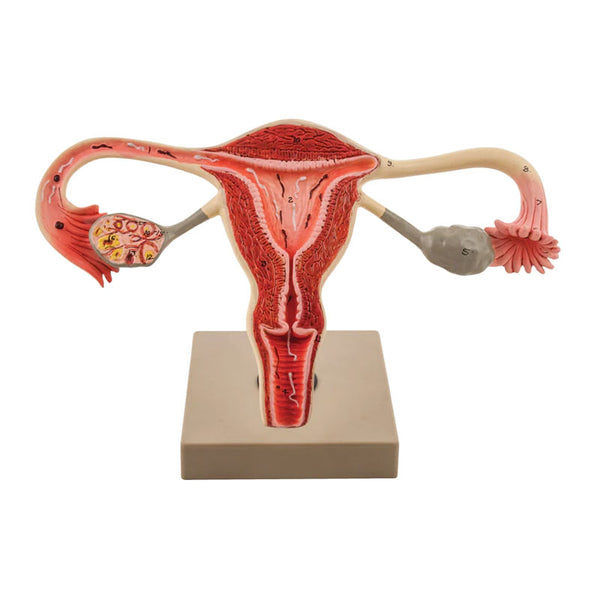 sistema reprodutor feminino frontal