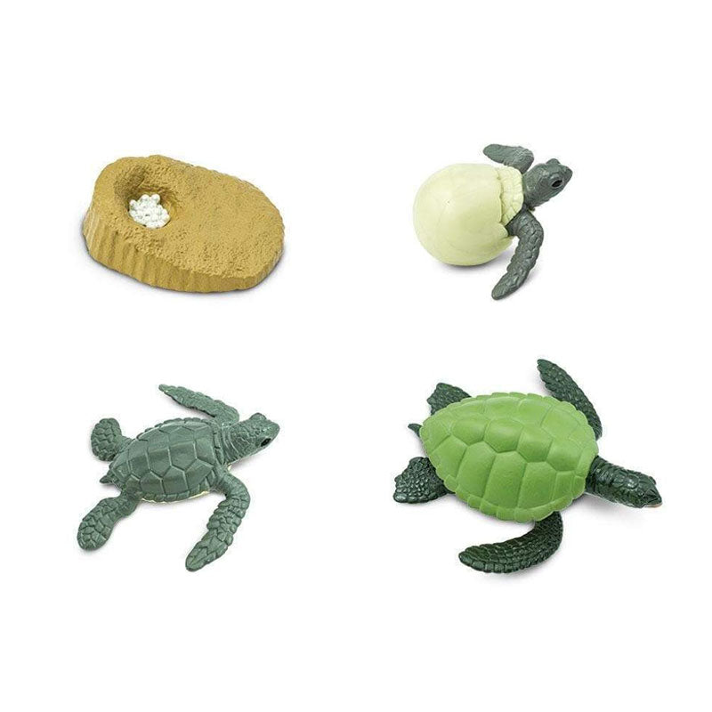 Ciclo de vida de la tortuga