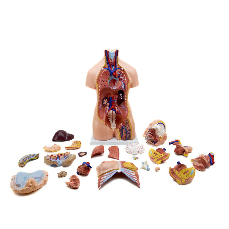 Torso humano de tamaño natural, desmontado en 23 partes.
