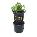 Vaso para semear batatas e demonstrar os diversos estágios